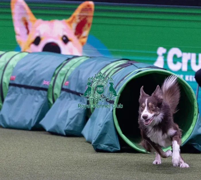 Framed Print : Montaki Fly Guy, Agility Crufts Novice Cup Final Large Winner of the overall section large Framed Print : Montaki Fly Guy, Agility Crufts Novice Cup Final Large Winner of the overall section large