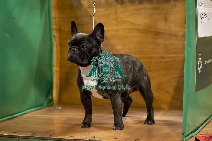 Framed Print : Morgan, a French Bulldog, who was competing today (Friday 07 / 03 / 25)