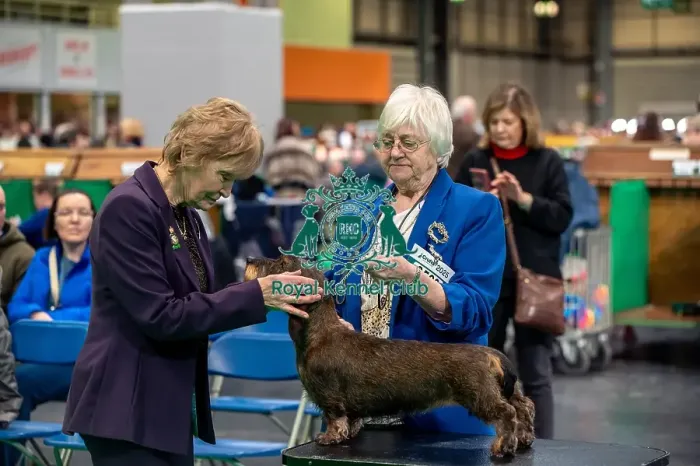 Framed Print : Mrs C Dare Judging a Dachshund ( Mininature Wire-haired) in the limit bitch class today (Thursday 06 / 03 / 25) Framed Print : Mrs C Dare Judging a Dachshund ( Mininature Wire-haired) in the limit bitch class today (Thursday 06 / 03 / 25)