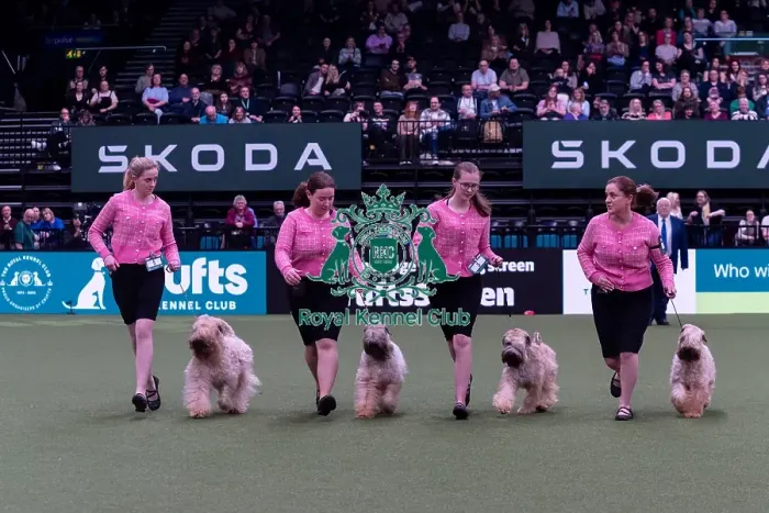 Framed Print : Mrs C Satherley with the Silkcroft Soft Coated Wheaten Terrier team competing in the Breeders competition final