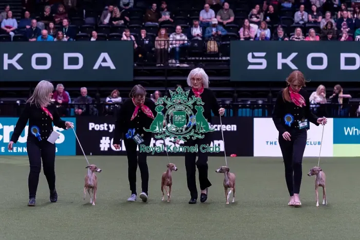 Framed Print : Ms J Amsel with the Armeis Italian Greyhound team competing in the Breeders competition final Framed Print : Ms J Amsel with the Armeis Italian Greyhound team competing in the Breeders competition final