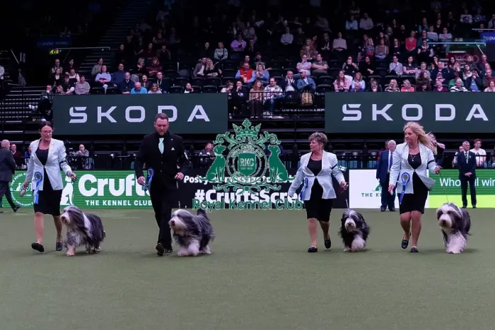 Framed Print : Ms R Salter with the Irisaddition Bearded Collie team winners of the Breeders competition final Framed Print : Ms R Salter with the Irisaddition Bearded Collie team winners of the Breeders competition final
