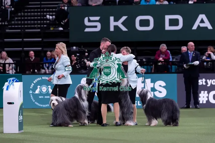 Framed Print : Ms R Salter with the Irisaddition Bearded Collie team winners of the Breeders competition final
