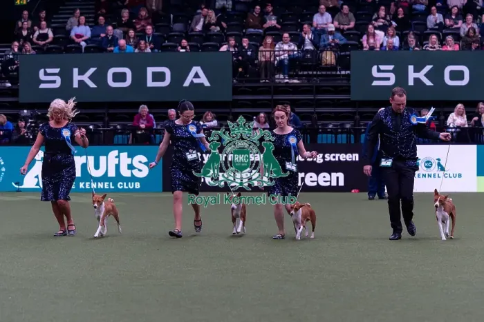 Framed Print : Mss Dunsdon with the Mawali Basenji team competing in the Breeders competition final Framed Print : Mss Dunsdon with the Mawali Basenji team competing in the Breeders competition final