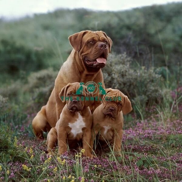 mum, puppy, sitting, family, field, puppies