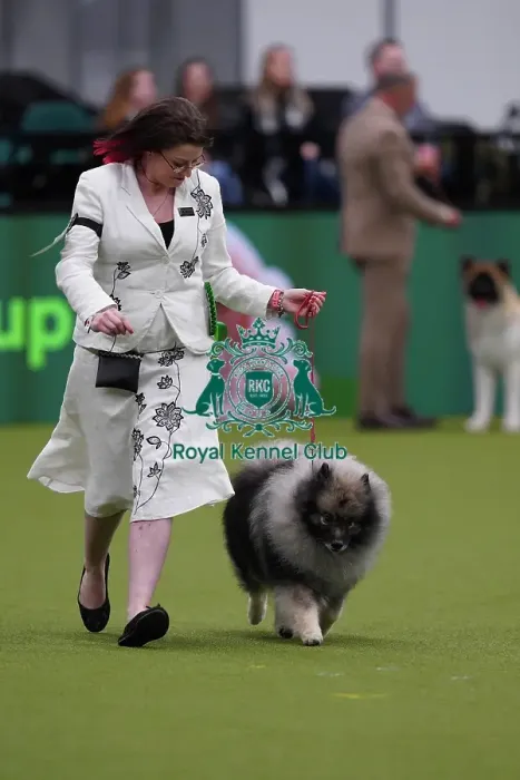 Framed Print : Natasha Hilkson from Derby with Vinnie, a Keeshond, which was the Best of Breed winner today (Sunday 12. 03. 23), the last day of Crufts 2023, at the NEC Birmingham Framed Print : Natasha Hilkson from Derby with Vinnie, a Keeshond, which was the Best of Breed winner today (Sunday 12. 03. 23), the last day of Crufts 2023, at the NEC Birmingham