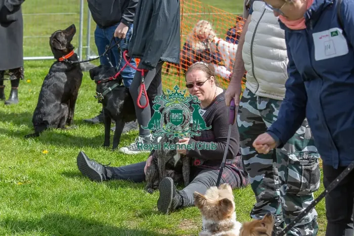 Framed Print : Newark 21st April 2024 Most Handsome Dog Class Framed Print : Newark 21st April 2024 Most Handsome Dog Class
