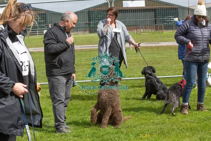 Framed Print : Newark 21st April 2024 Most Handsome Dog Class Framed Print : Newark 21st April 2024 Most Handsome Dog Class