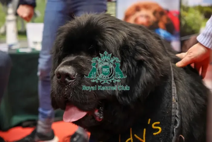 Framed Print : Newfoundland at Discover Dogs Framed Print : Newfoundland at Discover Dogs