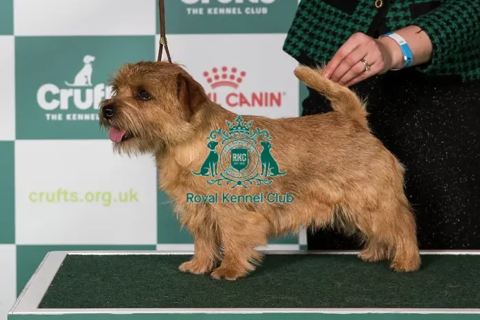 Framed Print : Norfolk Terrier BOB