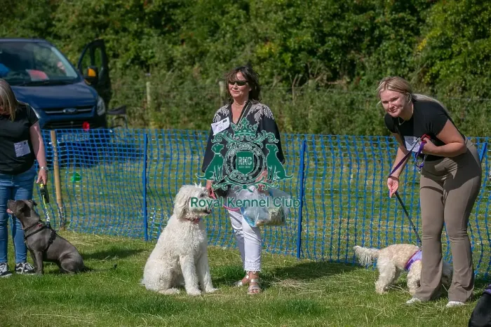 Framed Print : North East Dog Festival 2024 Candid Shot Prettiest Crossbreed Bitch Class