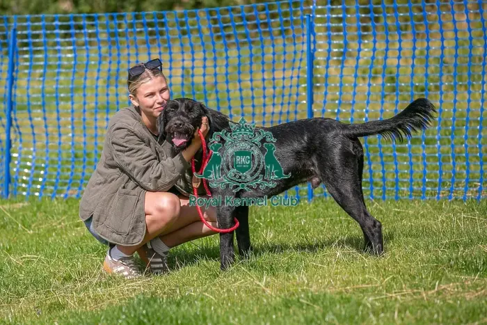 Framed Print : North East Dog Festival 2024 Most Handsome Crossbreed Dog Class Framed Print : North East Dog Festival 2024 Most Handsome Crossbreed Dog Class