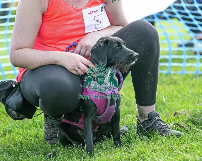 Framed Print : North East Dog Festival 2024 Scruffts Heats Dog Only Framed Print : North East Dog Festival 2024 Scruffts Heats Dog Only