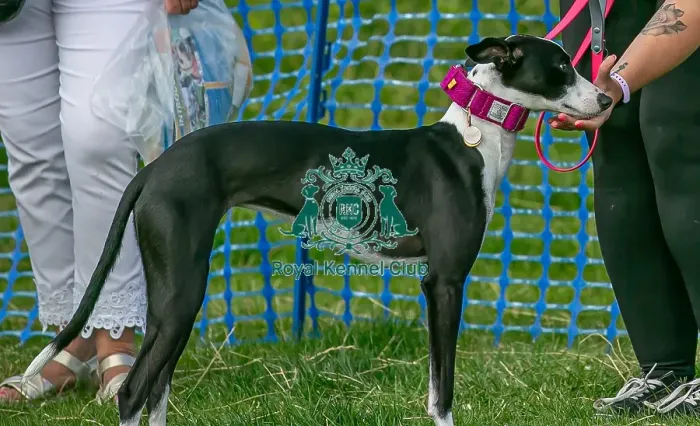 Framed Print : North East Dog Festival 2024 Scruffts Heats Dog Only Framed Print : North East Dog Festival 2024 Scruffts Heats Dog Only