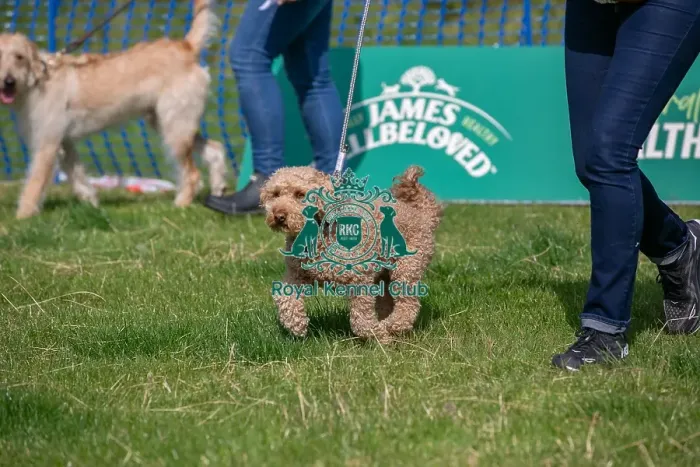 Framed Print : North East Dog Festival 2024 Scruffts Heats Dog Only Framed Print : North East Dog Festival 2024 Scruffts Heats Dog Only