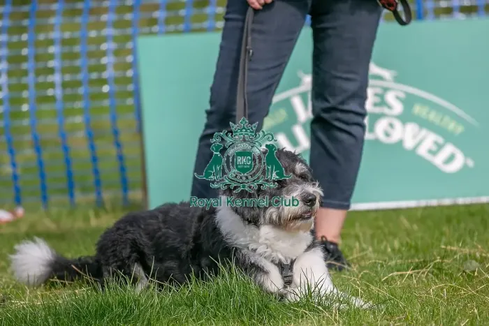 Framed Print : North East Dog Festival 2024 Scruffts Heats Dog Only Framed Print : North East Dog Festival 2024 Scruffts Heats Dog Only