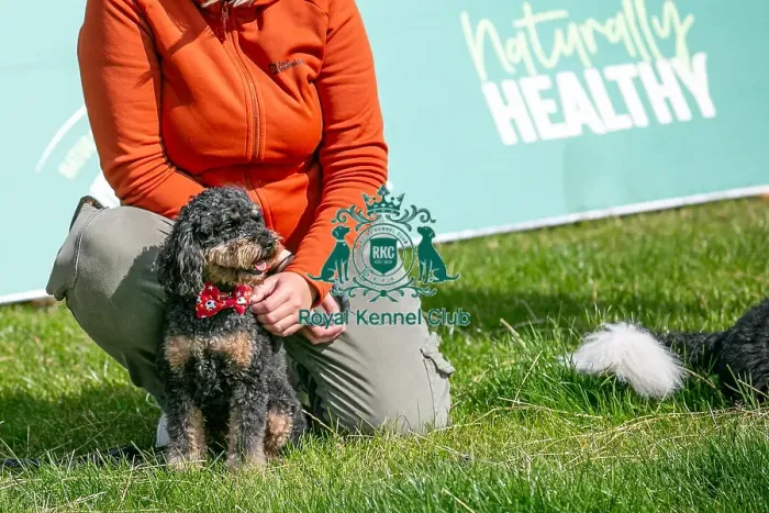 Framed Print : North East Dog Festival 2024 Scruffts Heats Dog Only Framed Print : North East Dog Festival 2024 Scruffts Heats Dog Only