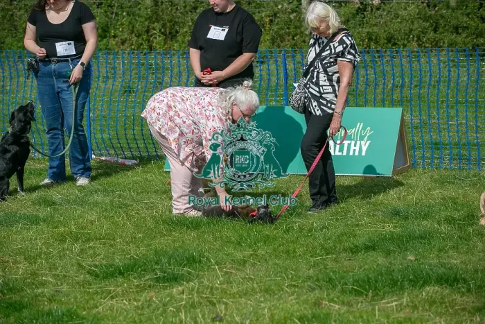 Framed Print : North East Dog Festival 2024 Scruffts Heats Judging