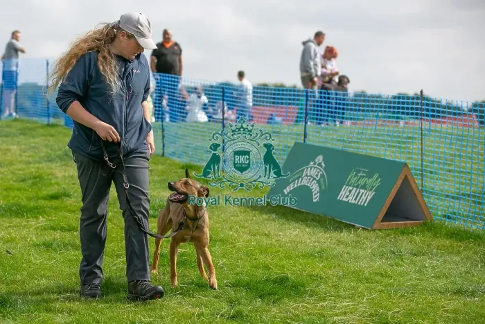 Framed Print : North East Dog Festival 2024 Scruffts Heats Owner Name