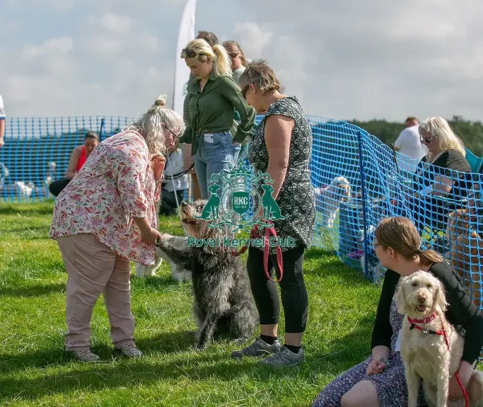 Framed Print : North East Dog Festival 2024 Scruffts Heats Prettiest Crossbreed Bitch Class