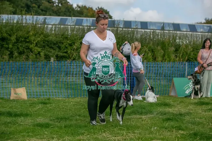 Framed Print : North East Dog Festival 2024 Scruffts Heats Scruffts Family Crossbreed Of The Year Competition