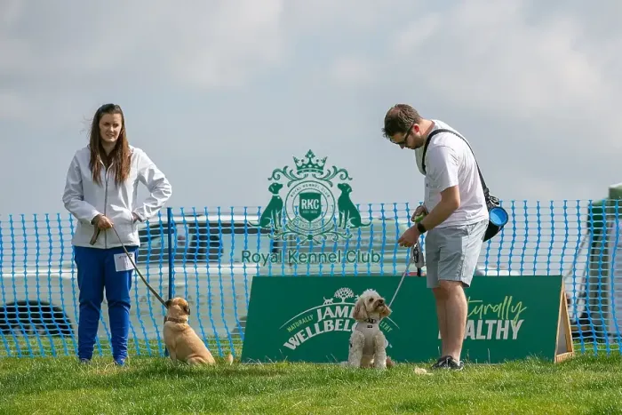 Framed Print : North East Dog Festival 2024 Scruffts Heats Scruffts Family Crossbreed Of The Year Competition