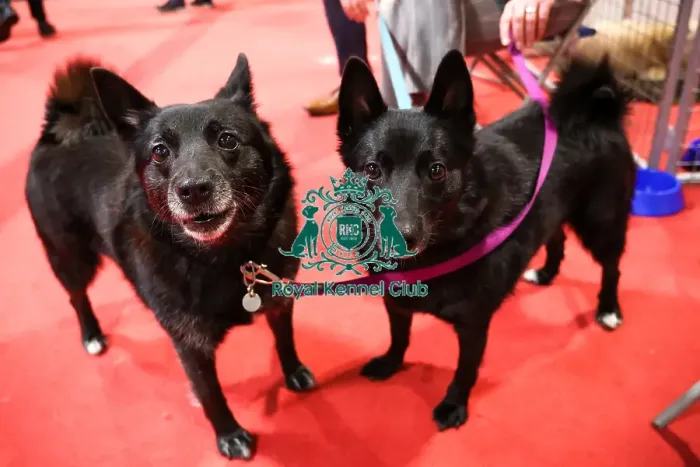 Framed Print : Norwegian Buhunds at Discover Dogs Framed Print : Norwegian Buhunds at Discover Dogs
