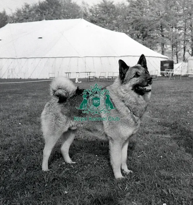 Framed Print : Norwegian Elkhound Framed Print : Norwegian Elkhound