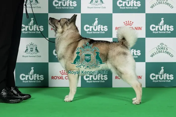 Framed Print : Norwegian Elkhound Best of Breed Crufts 2026 Ch / Am Ch Kamgaard Klementina (Imp Usa) (Mss & Ms M Simmonds & Mott) Framed Print : Norwegian Elkhound Best of Breed Crufts 2026 Ch / Am Ch Kamgaard Klementina (Imp Usa) (Mss & Ms M Simmonds & Mott)