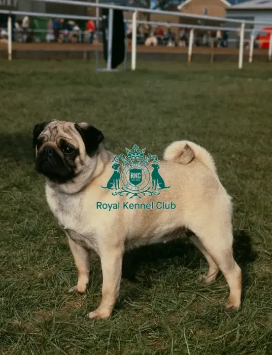 Framed Print : Pug. Note - There is increased concern among dog welfare organisations Framed Print : Pug. Note - There is increased concern among dog welfare organisations