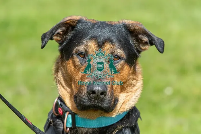 Framed Print : Nottinghamshire. Headshot Dog Only Newark Scruffts Heat Framed Print : Nottinghamshire. Headshot Dog Only Newark Scruffts Heat