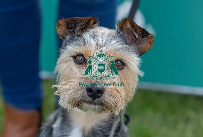 Framed Print : Nottinghamshire. Headshot Dog Only Newark Scruffts Heat Framed Print : Nottinghamshire. Headshot Dog Only Newark Scruffts Heat