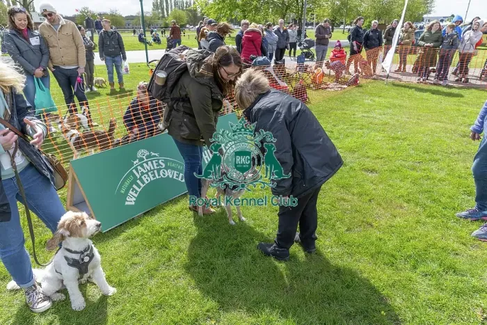 Framed Print : Nottinghamshire. Judging Most Handsome Dog Class Framed Print : Nottinghamshire. Judging Most Handsome Dog Class
