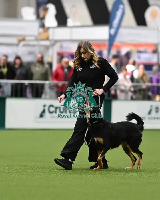 Framed Print : Obedience. Dog - Sadie, Owner - Amber Taylor. Breed New Zealand Huntaway Framed Print : Obedience. Dog - Sadie, Owner - Amber Taylor. Breed New Zealand Huntaway