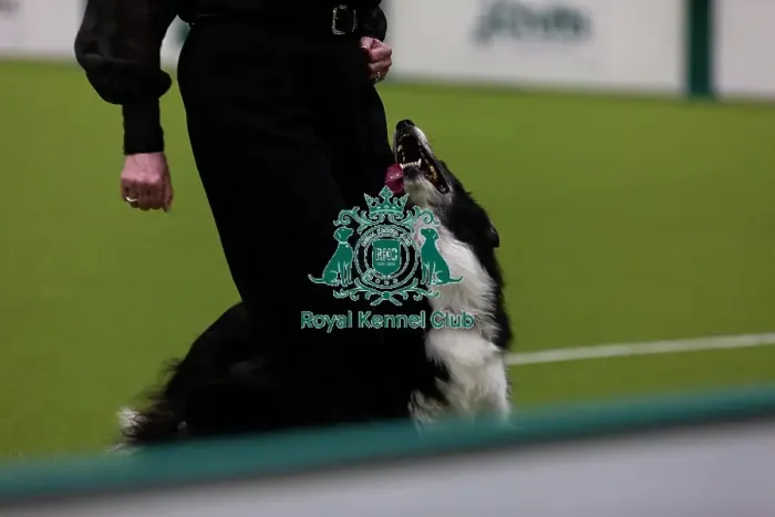Framed Print : Obedience Championship (Bitches) - Crufts 2026 Obedience Championship (Bitches) - Crufts 2026