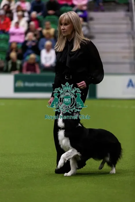 Framed Print : Obedience Championship (Bitches) - Crufts 2026 Obedience Championship (Bitches) - Crufts 2026