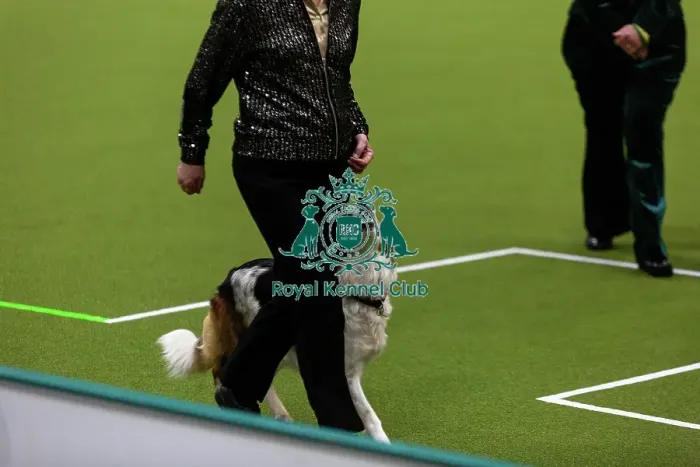 Framed Print : Obedience Championships (Bitches) - Crufts 2026 Framed Print : Obedience Championships (Bitches) - Crufts 2026