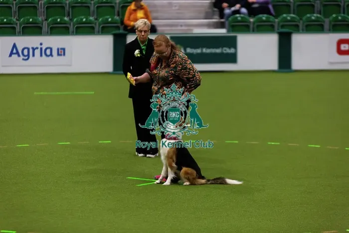 Framed Print : Obedience Championships (Bitches) - Crufts 2026 Framed Print : Obedience Championships (Bitches) - Crufts 2026