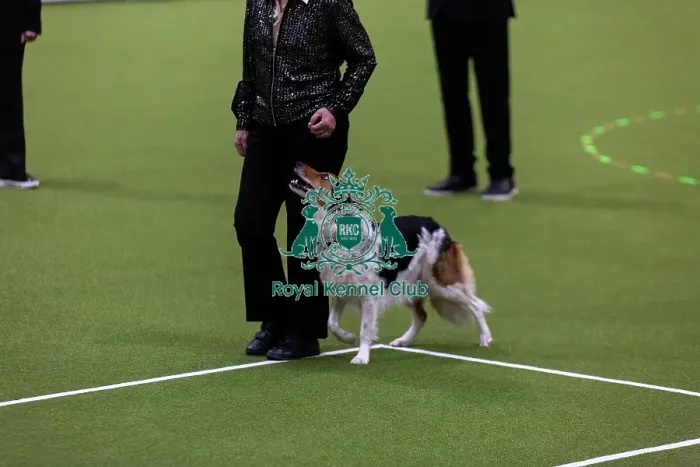 Framed Print : Obedience Championships (Bitches) - Crufts 2026 Framed Print : Obedience Championships (Bitches) - Crufts 2026