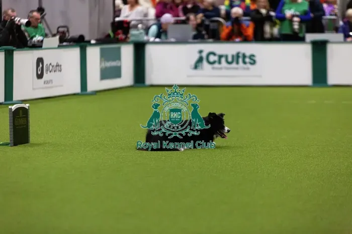 Framed Print : Obedience Championships (Bitches) - Crufts 2026 Framed Print : Obedience Championships (Bitches) - Crufts 2026