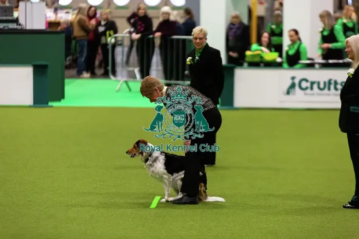 Framed Print : Obedience Championships (Bitches) - Crufts 2026 Framed Print : Obedience Championships (Bitches) - Crufts 2026