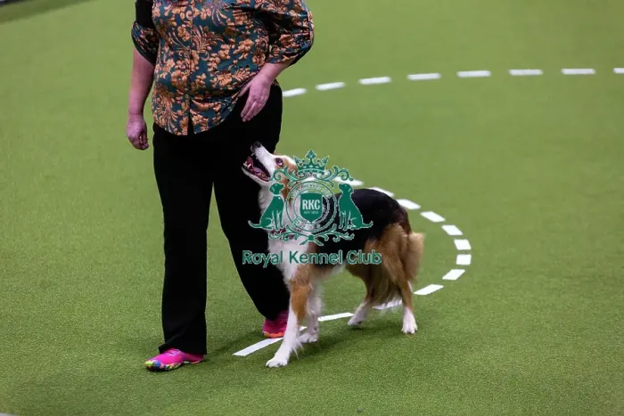 Framed Print : Obedience Championships (Bitches) - Crufts 2026 Framed Print : Obedience Championships (Bitches) - Crufts 2026