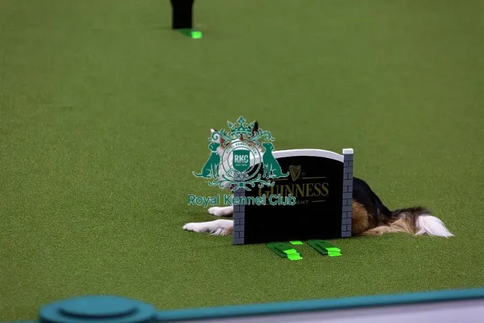 Framed Print : Obedience Championships (Bitches) - Crufts 2026 Framed Print : Obedience Championships (Bitches) - Crufts 2026