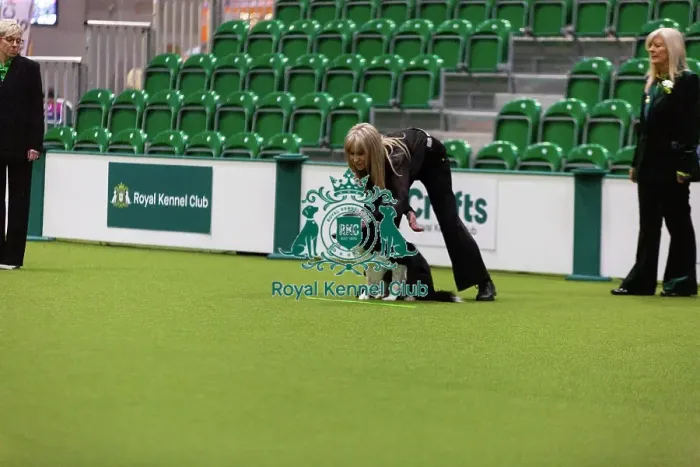 Framed Print : Obedience Championships (Bitches) - Crufts 2026 Framed Print : Obedience Championships (Bitches) - Crufts 2026