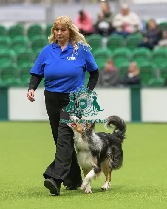 Framed Print : Obedience Class A (2) - Jacqualine Taylor & Journey (Border Collie), Crufts 2026 Obedience Class A (2) - Jacqualine Taylor & Journey (Border Collie), Crufts 2026 Framed Print : Obedience Class A (2) - Jacqualine Taylor & Journey (Border Collie), Crufts 2026 Obedience Class A (2) - Jacqualine Taylor & Journey (Border Collie), Crufts 2026