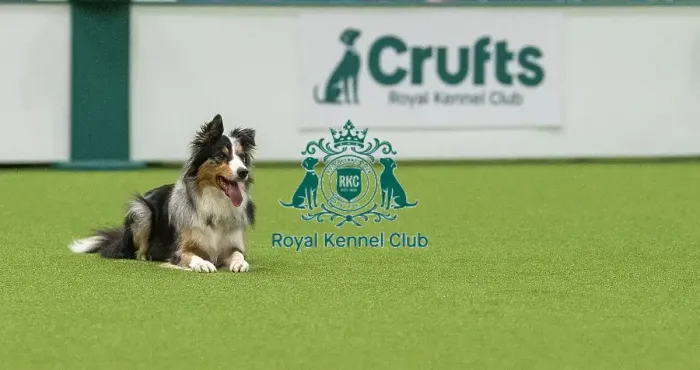 Framed Print : Obedience Class A (2) - Jacqualine Taylor & Journey (Border Collie), Crufts 2026 Obedience Class A (2) - Jacqualine Taylor & Journey (Border Collie), Crufts 2026 Framed Print : Obedience Class A (2) - Jacqualine Taylor & Journey (Border Collie), Crufts 2026 Obedience Class A (2) - Jacqualine Taylor & Journey (Border Collie), Crufts 2026