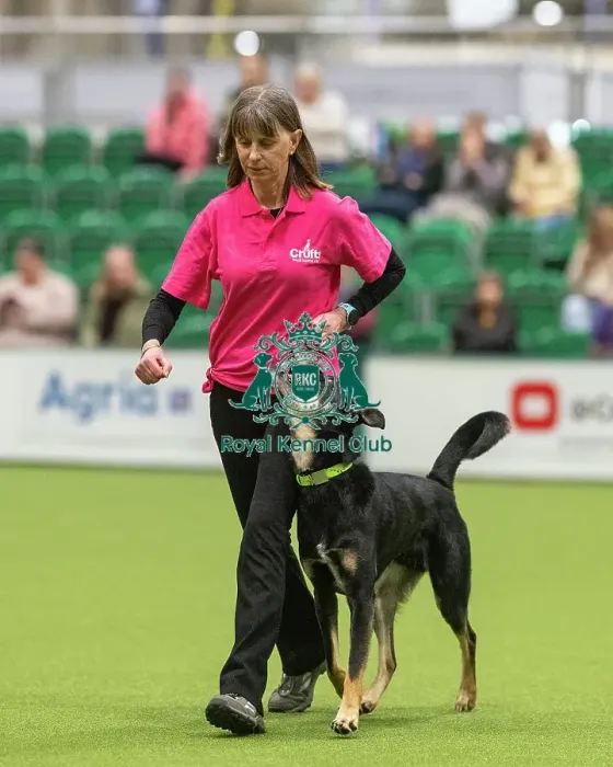 Framed Print : Obedience Class A (2) - Sarah Connell & Notch (South-East & East Anglia), Crufts 2026 Obedience Class A (2) - Sarah Connell & Notch (South-East & East Anglia) Framed Print : Obedience Class A (2) - Sarah Connell & Notch (South-East & East Anglia), Crufts 2026 Obedience Class A (2) - Sarah Connell & Notch (South-East & East Anglia)
