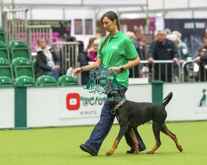 Framed Print : Obedience Class A - Claire McKinlay-Storie & Keira (Northern Ireland), Crufts 2026 Obedience Class A - Claire McKinlay-Storie & Keira (Northern Ireland), Crufts 2026 Framed Print : Obedience Class A - Claire McKinlay-Storie & Keira (Northern Ireland), Crufts 2026 Obedience Class A - Claire McKinlay-Storie & Keira (Northern Ireland), Crufts 2026