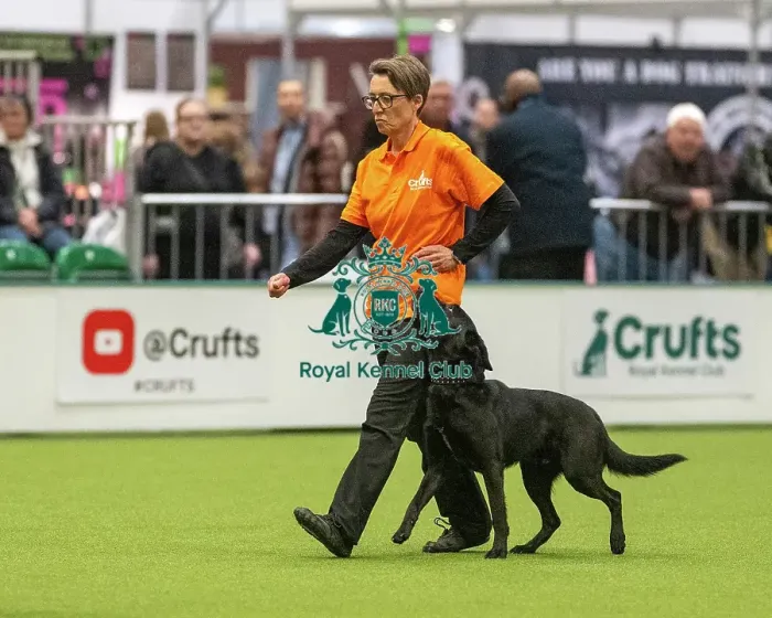 Framed Print : Obedience Class A - Julie Rumsey & Smuggler (Northern), Crufts 2026 Obedience Class A - Julie Rumsey & Smuggler (Northern), Crufts 2026