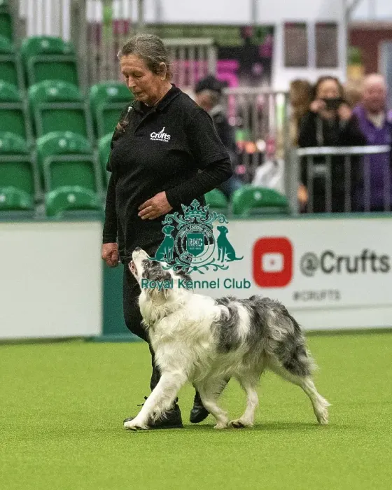 Framed Print : Obedience Class A - Veronica Hill & Chilly (Border Collie), Crufts 2026 Obedience Class A - Veronica Hill & Chilly (Border Collie), Crufts 2026 Framed Print : Obedience Class A - Veronica Hill & Chilly (Border Collie), Crufts 2026 Obedience Class A - Veronica Hill & Chilly (Border Collie), Crufts 2026